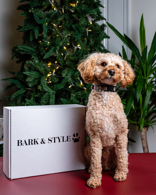 Bark & Style Starter Box